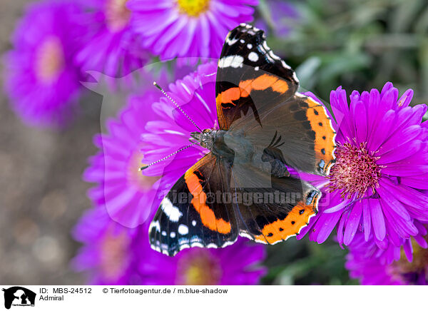 Admiral / red admiral / MBS-24512