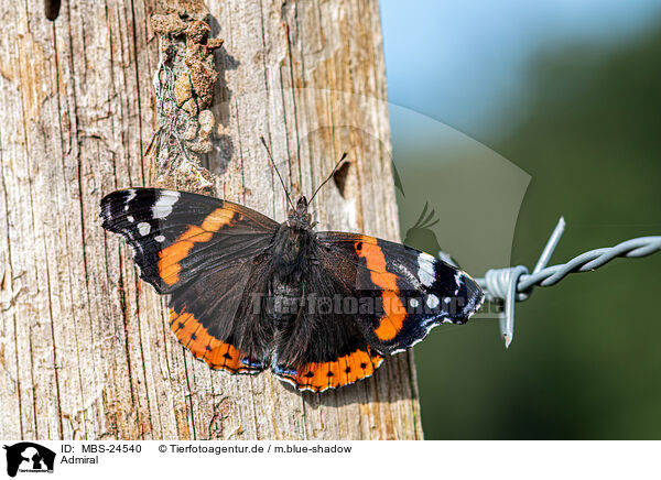 Admiral / red admiral / MBS-24540
