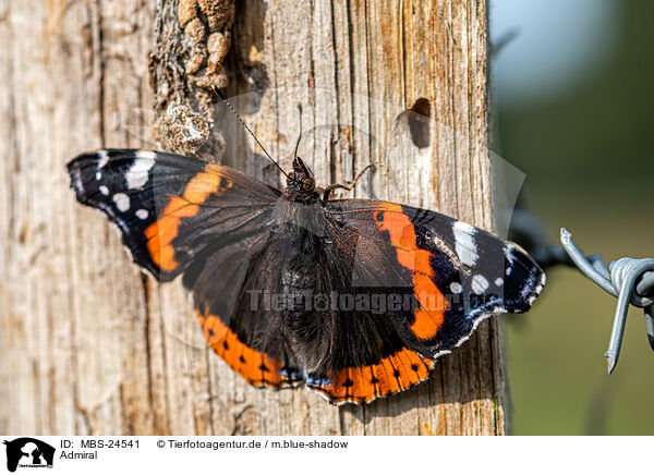 Admiral / red admiral / MBS-24541