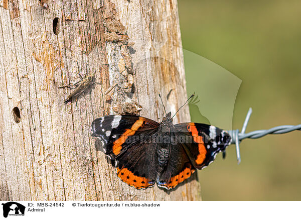 Admiral / red admiral / MBS-24542
