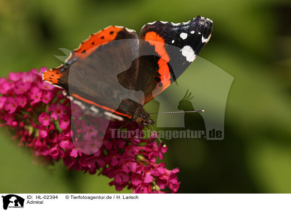 Admiral / red admiral / HL-02394