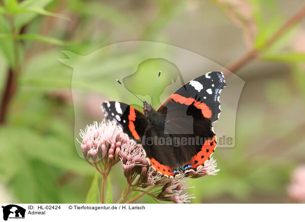 Admiral / red admiral / HL-02424