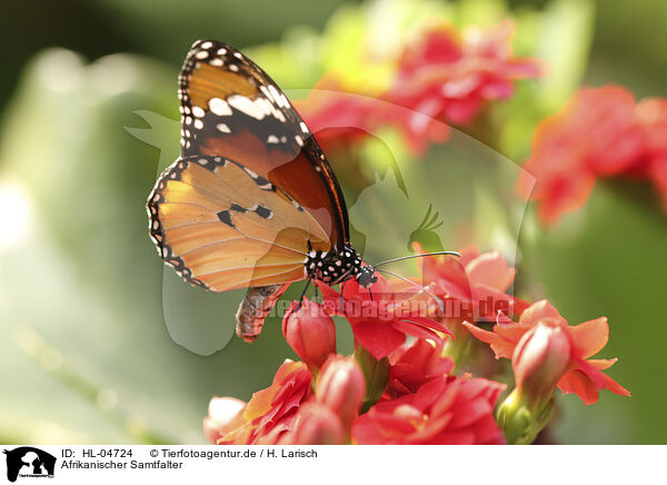 Afrikanischer Samtfalter / danaid eggfly / HL-04724