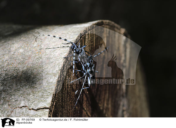 Alpenbcke / Alpine longhorn Beetles / FF-09769