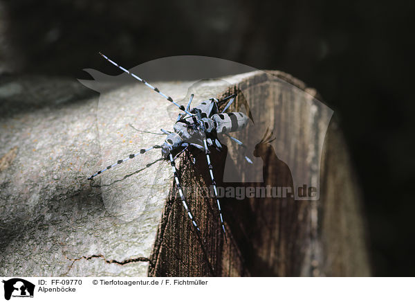 Alpenbcke / Alpine longhorn Beetles / FF-09770