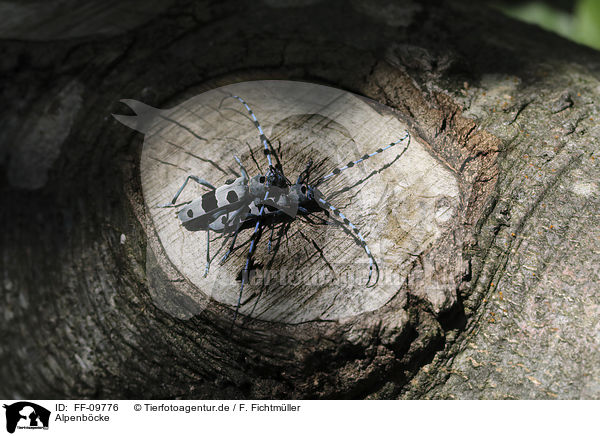 Alpenbcke / Alpine longhorn Beetles / FF-09776