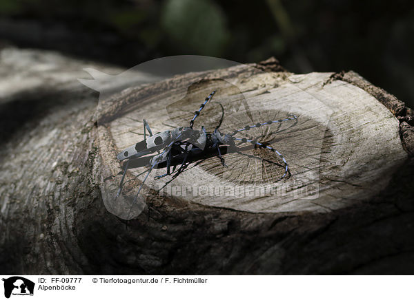 Alpenbcke / Alpine longhorn Beetles / FF-09777