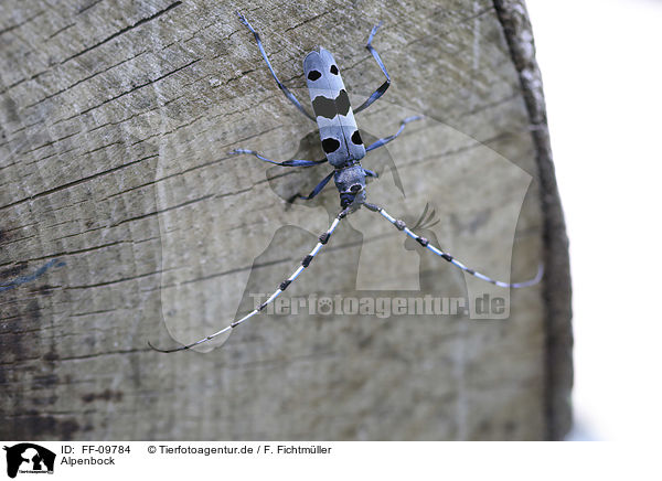 Alpenbock / Alpine longhorn Beetle / FF-09784
