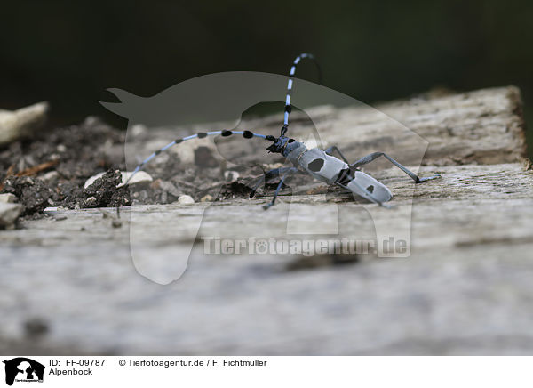 Alpenbock / Alpine longhorn Beetle / FF-09787