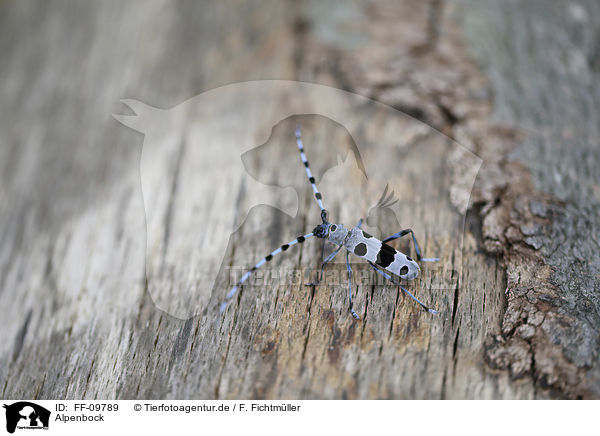 Alpenbock / Alpine longhorn Beetle / FF-09789