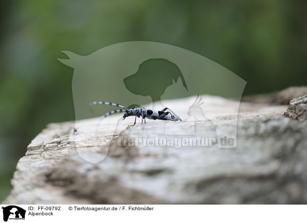 Alpenbock / Alpine longhorn Beetle / FF-09792