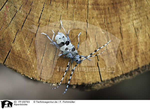 Alpenbcke / Alpine longhorn Beetles / FF-09793