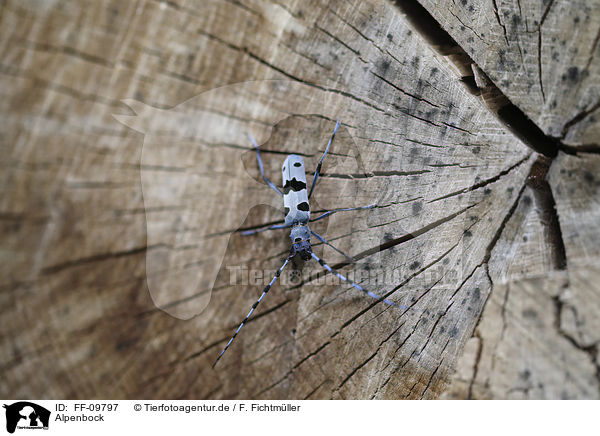 Alpenbock / Alpine longhorn Beetle / FF-09797