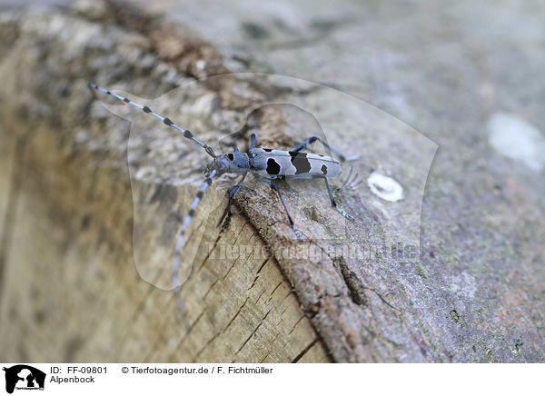 Alpenbock / Alpine longhorn Beetle / FF-09801