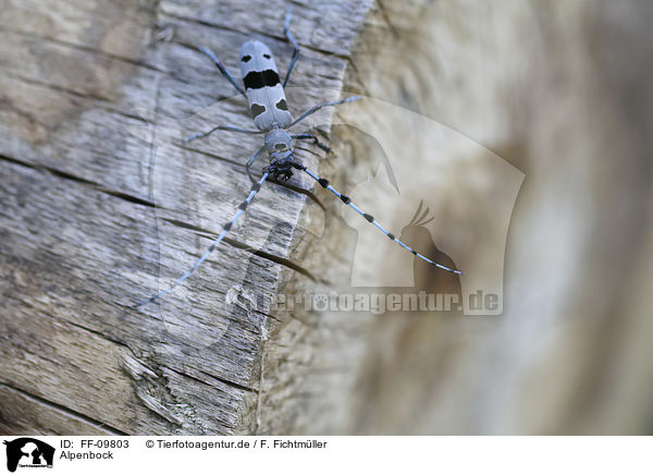 Alpenbock / Alpine longhorn Beetle / FF-09803