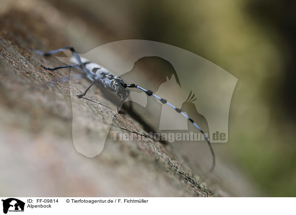 Alpenbock / Alpine longhorn Beetle / FF-09814