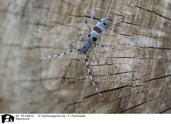 Alpenbock / Alpine longhorn Beetle / FF-09815