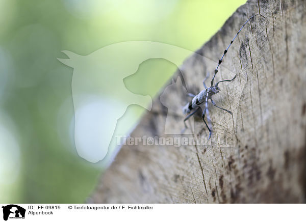 Alpenbock / Alpine longhorn Beetle / FF-09819