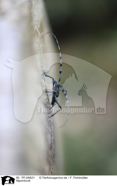 Alpenbock / Alpine longhorn Beetle / FF-09821