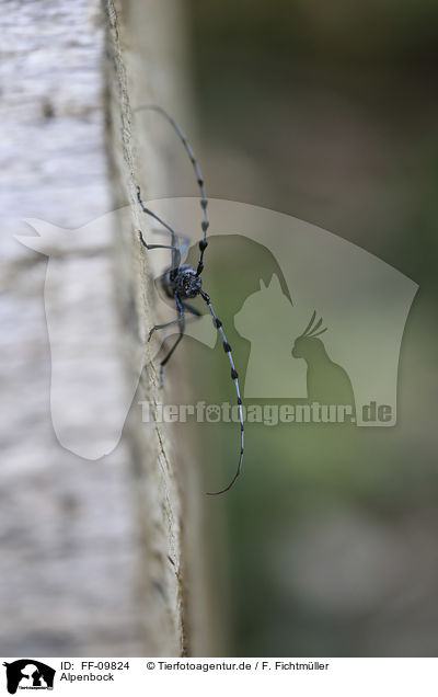Alpenbock / Alpine longhorn Beetle / FF-09824