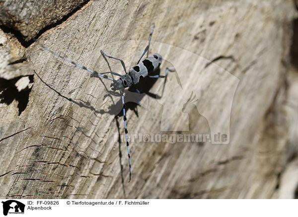 Alpenbock / Alpine longhorn Beetle / FF-09826