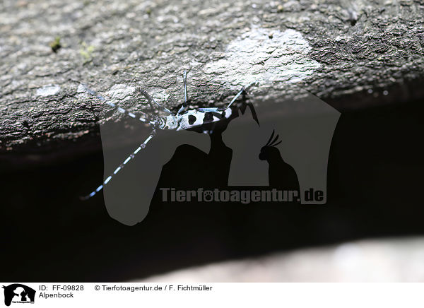 Alpenbock / Alpine longhorn Beetle / FF-09828