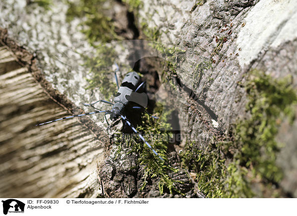 Alpenbock / Alpine longhorn Beetle / FF-09830