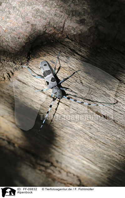 Alpenbock / Alpine longhorn Beetle / FF-09832