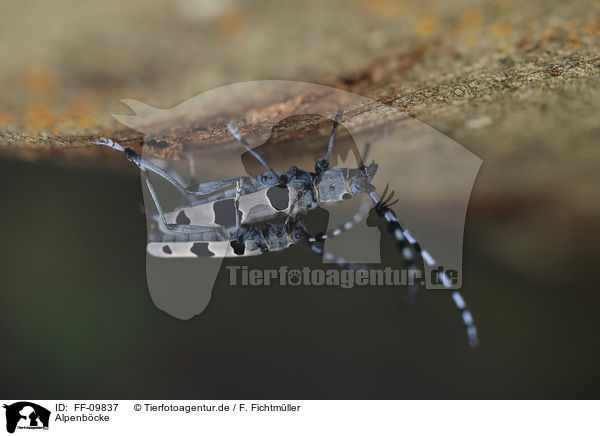 Alpenbcke / Alpine longhorn Beetles / FF-09837