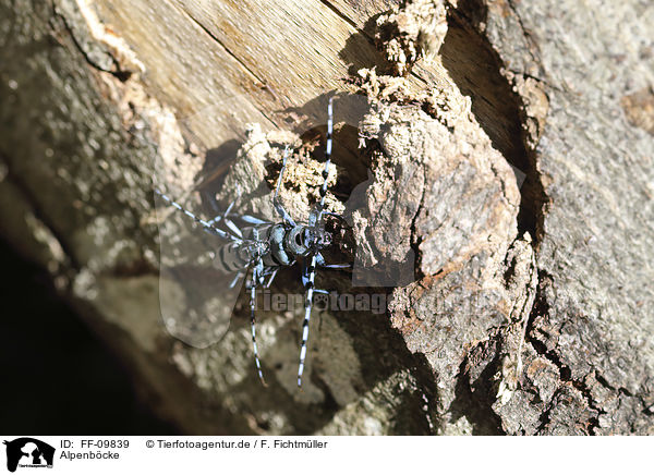 Alpenbcke / Alpine longhorn Beetles / FF-09839