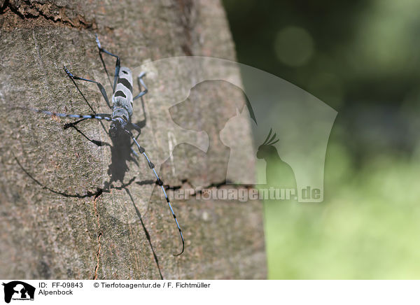 Alpenbock / Alpine longhorn Beetle / FF-09843