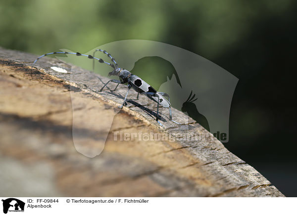 Alpenbock / Alpine longhorn Beetle / FF-09844