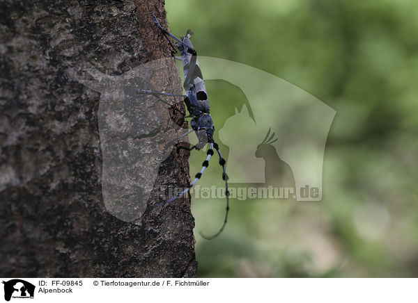 Alpenbock / Alpine longhorn Beetle / FF-09845