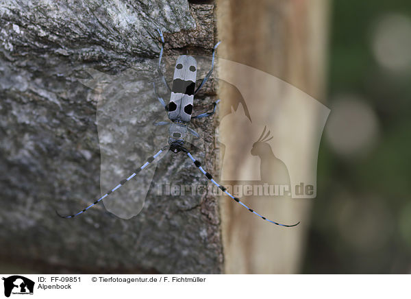 Alpenbock / Alpine longhorn Beetle / FF-09851