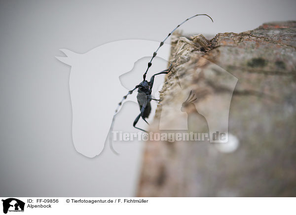 Alpenbock / Alpine longhorn Beetle / FF-09856