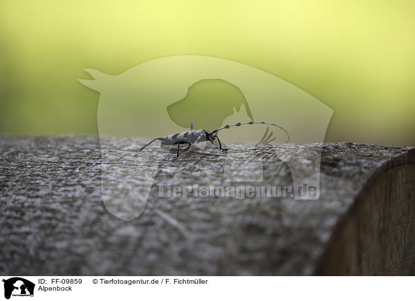 Alpenbock / Alpine longhorn Beetle / FF-09859