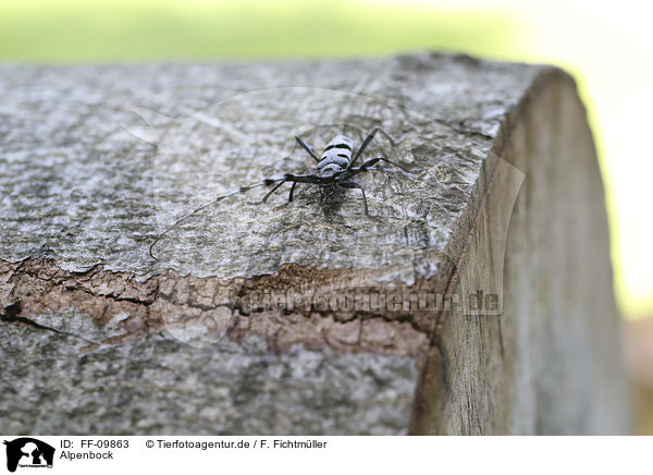 Alpenbock / Alpine longhorn Beetle / FF-09863