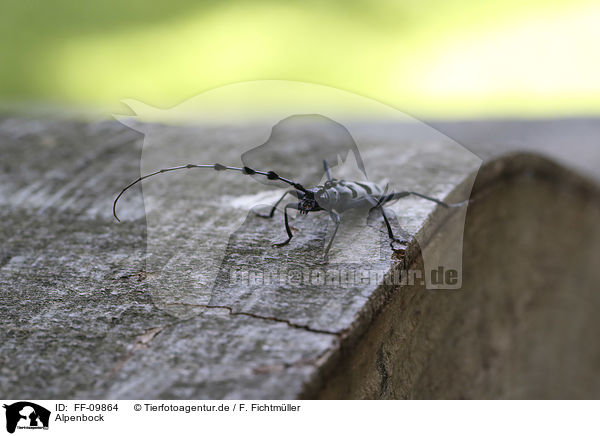 Alpenbock / Alpine longhorn Beetle / FF-09864