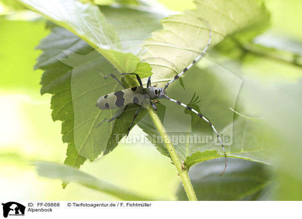 Alpenbock / Alpine longhorn Beetle / FF-09868