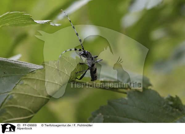 Alpenbock / Alpine longhorn Beetle / FF-09869