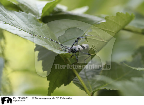 Alpenbock / Alpine longhorn Beetle / FF-09871