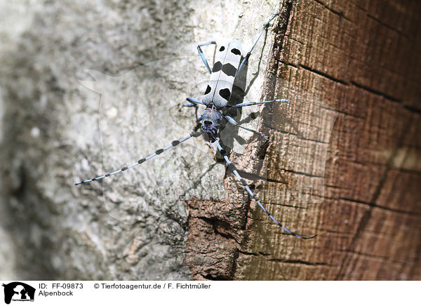 Alpenbock / Alpine longhorn Beetle / FF-09873