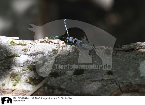 Alpenbock / Alpine longhorn Beetle / FF-09874