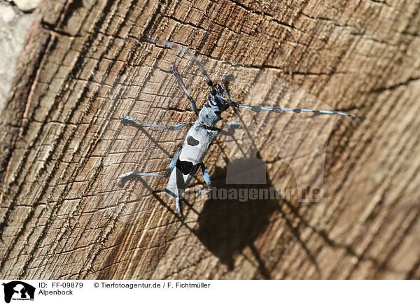 Alpenbock / Alpine longhorn Beetle / FF-09879