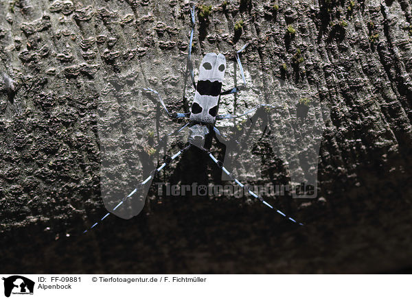 Alpenbock / Alpine longhorn Beetle / FF-09881