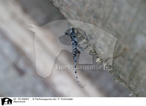 Alpenbock / Alpine longhorn Beetle / FF-09883