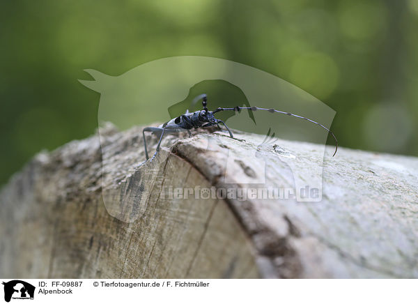 Alpenbock / Alpine longhorn Beetle / FF-09887
