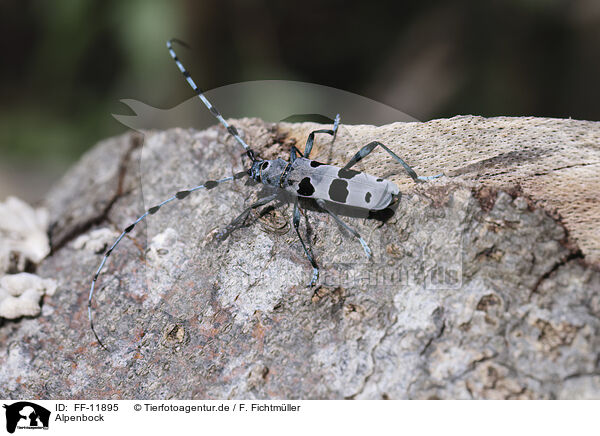 Alpenbock / Alpine longhorn beetle / FF-11895