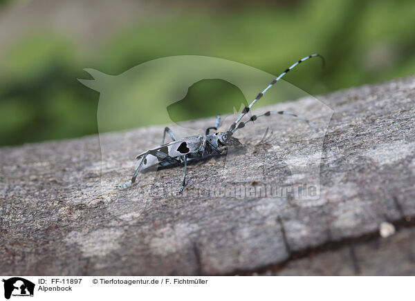 Alpenbock / Alpine longhorn beetle / FF-11897