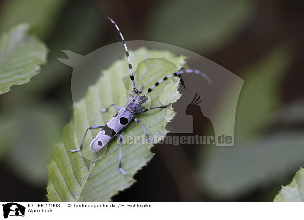 Alpenbock / Alpine longhorn beetle / FF-11903